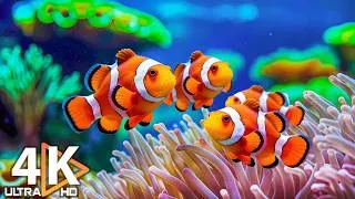 Thumbnail: The Best 4K Aquarium 🐠 Beautiful Coral Fish & Jellyfish – Soothing Music for Sleep #1