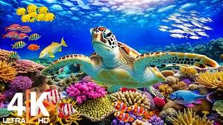 Thumbnail: Animals of the Ocean 4K - Colorful Sea Life Video 🐠 Beautiful Fish Swimming & Deep Sleep Music #11
