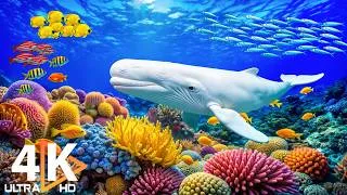 Thumbnail: 4K Ocean Dreams - Amazing Marine Life & Tranquil Underwater Views for Sleep & Relaxation #9