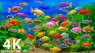 Thumbnail: The Best 4K Aquarium 🐠 Peaceful Underwater Views & Soothing Music for Relaxation #4