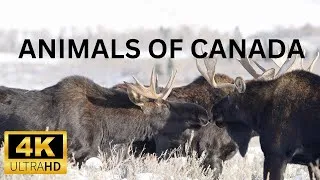 Thumbnail: Exploring The Amazing Wildlife Of Canada