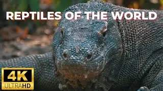 Thumbnail: The mysterious world of reptiles