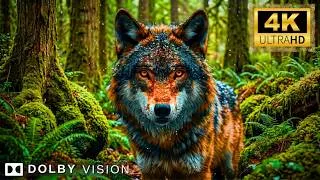 Thumbnail: Endangered Animals 4K - Hunters Disappearing