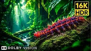 Thumbnail: Rare Animals 4K - Earth's Untouched Paradise