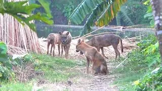Thumbnail: শিয়ালের এমন দৃশ্য আগে কখনো ধারন করতে পারিনি।
