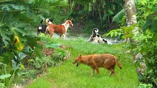 Thumbnail: আবারও শিয়ালের এলাকায় কুকুরের হানা ।। কিন্তু কেন ?