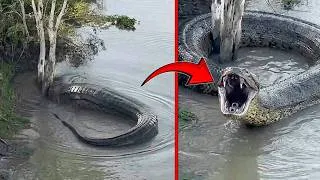 Thumbnail: Mysterious Snake Was Recently Captured in China; Nobody Could Believe What It Did Next!