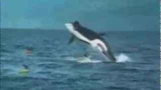 Thumbnail: Whale Lands on Kayak- Reloaded