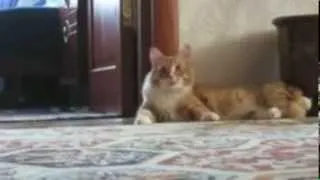 Thumbnail: Frankencat- Reloaded