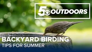 Thumbnail: Summer birding tips: Water, fresh food and a few funny-looking feathers | 5OUTDOORS