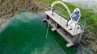 Thumbnail: BIG Fish Live in STORM DRAINS!!!