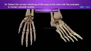 Thumbnail: NEET Prev Q&A_Chp_Locomotion and Movement Part 02 #neet #quiz