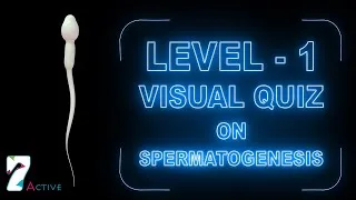 Thumbnail: Spermatogenesis Level 01