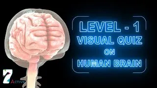 Thumbnail: Human Brain Level 01
