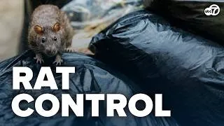 Thumbnail: DC weighs rat poison restrictions after hospital reports 12 pediatric poisonings