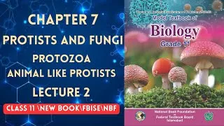 Thumbnail: PROTOZOA |ANIMAL LIKE PROTISTS |PROTISTS AND FUNGI | LECTURE 2 | CHAPTER 7 | CLASS 11 | BIOLOGY |NBF