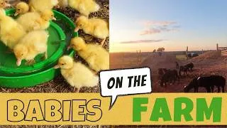 Thumbnail: Farm Babies | CUTENESS OVERLOAD (ASMR)