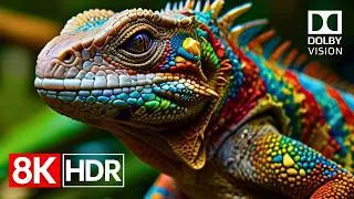 Thumbnail: Breathtaking HDR Colors in 8K Dolby Vision 60fps | 8K Video Ultra HD