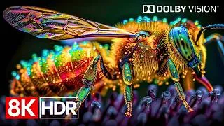 Thumbnail: Premium OLED Demo – Crystal Clear 8K HDR 60fps Visuals (4K/8K TV)