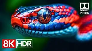 Thumbnail: Spectacular Dolby Vision Colors in Stunning 8K HDR 60fps | 8K Video Ultra HD