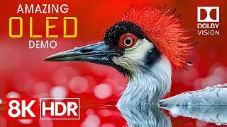 Thumbnail: A Symphony of Color in 8K HDR 60fps Dolby Vision (4K/8K TV Demo)
