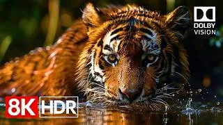 Thumbnail: The Ultimate OLED Showcase in 8K HDR Dolby Vision (60FPS)
