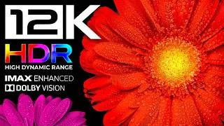Thumbnail: 8K HDR 60FPS | World's Most Beautiful Flowers in 12K BEST OLED TEST | Relaxing Screensaver & Music