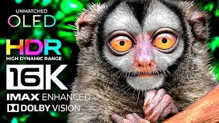 Thumbnail: 8K BEAUTIFUL ANIMALS KINGDOM: Animal Planet 8K VIDEO HDR 60FPS (Ultimate OLED TV Test) Animal Names