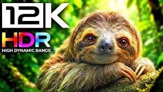 Thumbnail: 8K ANIMAL PARADISE: Wild Animals with Animal Sounds 8K VIDEO HDR 60FPS (Ultimate OLED TV Test)