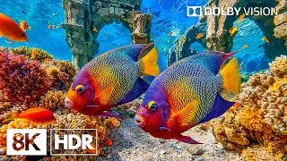 Thumbnail: Tranquil Coral Reef Creatures in 8K HDR | Dolby Vision™