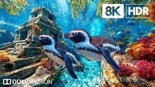 Thumbnail: Discover Red Sea Fish Paradise in 8K HDR | Dolby Vision™