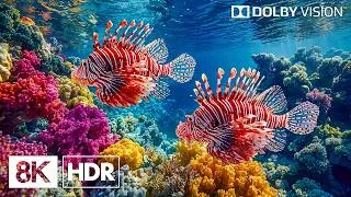 Thumbnail: Captivating Underwater Reef Creatures in 8K HDR | Dolby Vision™