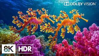 Thumbnail: Ethereal Coral Garden Life in 8K HDR | Dolby Vision™