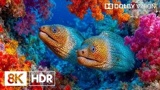 Thumbnail: Best Ocean Aquarium Creatures in 8K HDR | Dolby Vision™