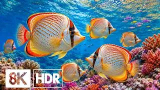 Thumbnail: Dive Into the Mesmerizing Underwater World in 8K HDR | Dolby Vision™