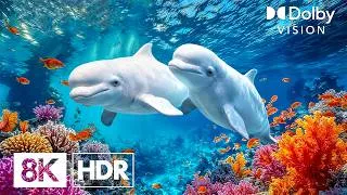Thumbnail: Discover a Crystal Clear Underwater World in 8K HDR | Dolby Vision™