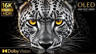 Thumbnail: ULTRA CLARITY Dolby Vision® | 16K HDR 120fps (8K/4K Video TV)