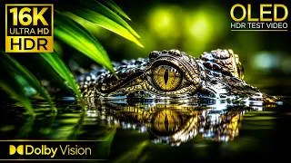 Thumbnail: PREMIUM HDR DETAIL Dolby Vision® | 16K HDR 120fps (8K/4K Video TV)