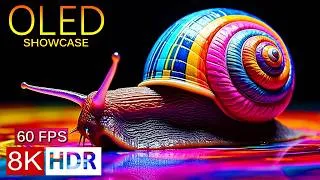 Thumbnail: Pure Clarity 8K HDR 60fps – Ultimate OLED Showcase