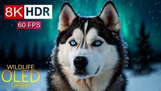 Thumbnail: WORLD WILDLIFE 8K HDR 60FPS – Arctic, Desert & Coastal Areas