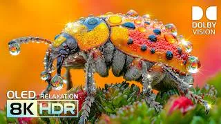 Thumbnail: OLED HDR TEST | Amazing Video 4K Dolby Vision Nature & Animals | 8K Video ULTRA HD TV
