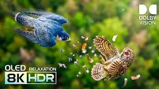 Thumbnail: EPIC Wild Animals HDR Video | Best 8K OLED Dolby Vision 120FPS for 4K/8K Video ULTRA HD TV