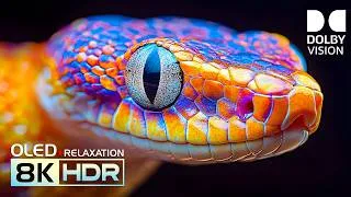 Thumbnail: EPIC Dolby Vision HDR Nature | Best OLED Showcase for 4K/8K Video ULTRA HD TV