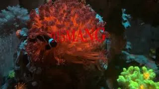 Thumbnail: AQUARIUM FISH REEFING MADE EASY