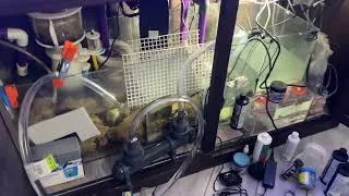 Thumbnail: EASY AQUEON AQUARIUM SET UP UV LIGHT LAMP LIKE A PRO | 40W ICE CAP BEASUN