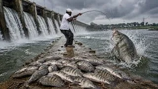 Thumbnail: Biggest Big Tilapia Fish catching || Jilabya Fishing Techniques 🎣 || FISHING VIDEOS 