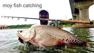 Thumbnail: Big moy fish catching Videos || Indian Eel fish catching || FISHING VIDEOS 