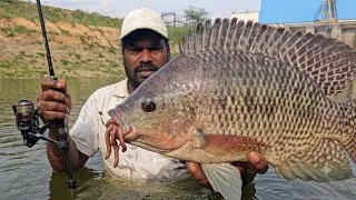 Thumbnail: BIG TILAPIA FISHING TECHNIQUE 🎣 || HOOK FISHING VIDEOS || FISHING VIDEOS 