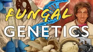 Thumbnail: The Mushroom Culture Library, Preserving Genetics & the Basics of Breeding