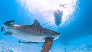 Thumbnail: CRAZY TIGER SHARK 3 Days Boat Camping & Spearfishing For Food